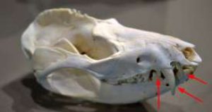 Skull of Raccoon