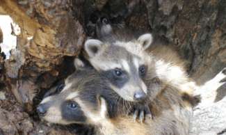 Raccoons nesting in a tree