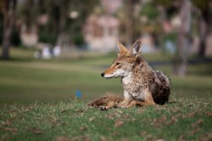 coyote lying in park