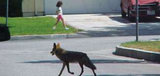 Coyote walking near young girl