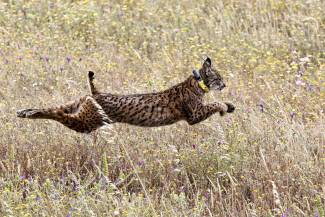 Bobcat running in full stride