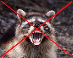 Get rid of raccoons guide (Attic, Yard and Garden veggie patch)