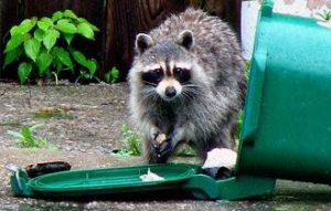 Raccoon eat out of a garbage can