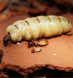termite breeding pair