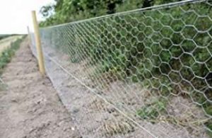 Chicken wire fence