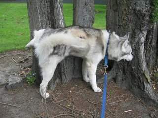 dog urinating on tree