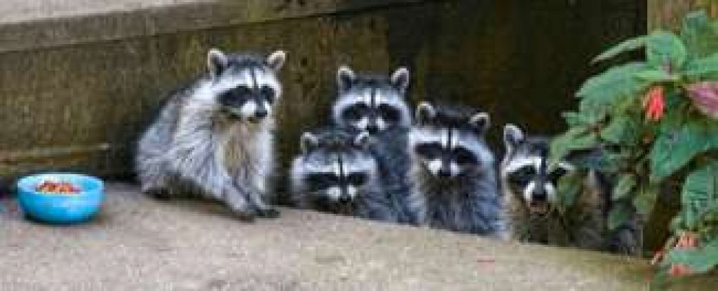 Do Raccoons Attack Dogs & Cats - Will a Raccoon Kill My Pet?