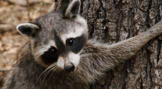 raccoon climbing