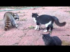 Raccoon fighting Cat