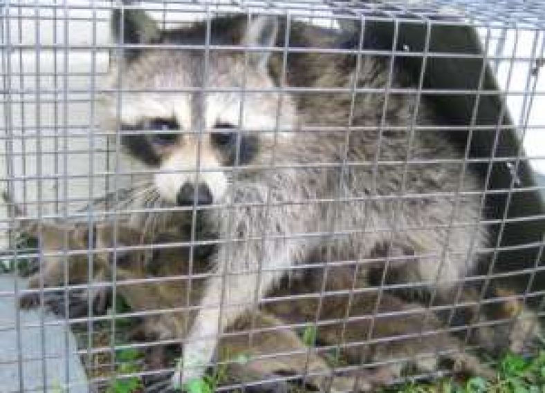 Is It Illegal to Relocate Raccoons in my State? | Pest Riddance