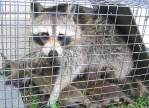 Trapped raccoon