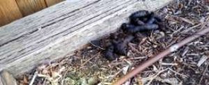 Raccoon Poop