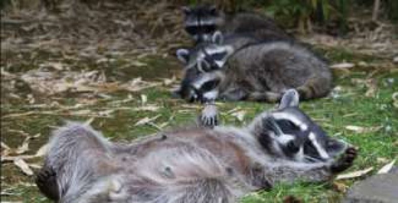 10 Best Ways to Get Rid of Raccoons & Stay Away (Without