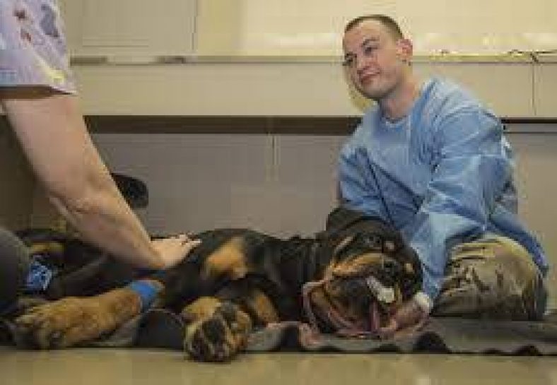 What To Do If Your Dog Fights a Raccoon? Raccoon vs Dog