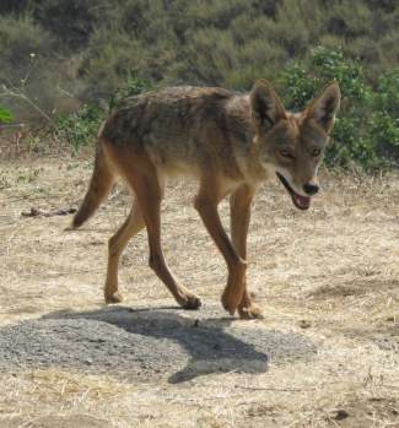 Are Coyotes Dangerous To Or Attack Humans? | Pest Riddance