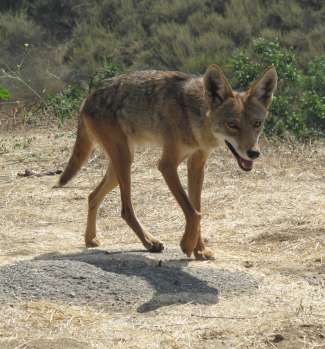 Coyote stalking ready to attack in yellowstone park