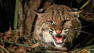 bobcat ready to attack