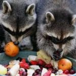 Raccoons Eating