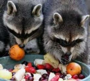 Raccoons Eating