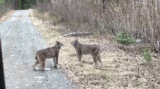 Two lynx arguing