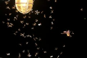 Light with termites flying
