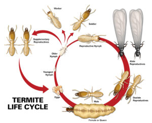 Termite life cycle