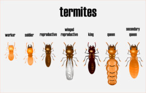 different types of termite