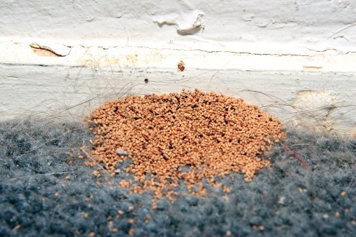 Termite Frass (Pellets) - What does it look like? | Pest Riddance