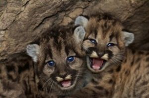 Mountain lion cubs