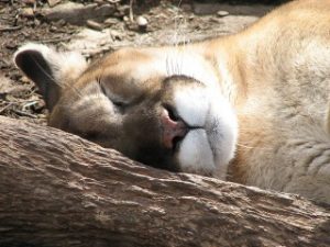 Puma sleeping