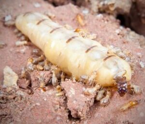 queen termite size comparison