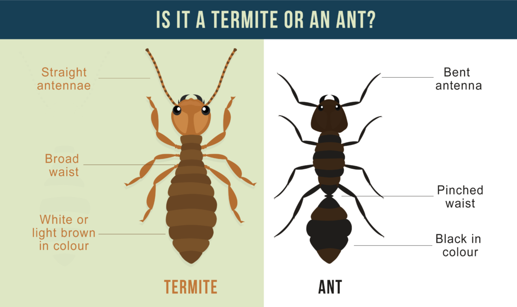 What do Termites look like? How to Tell a Termite | Pest Riddance