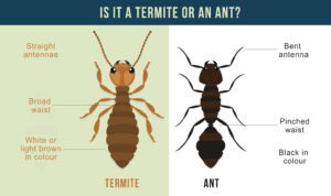 difference between termites and ants