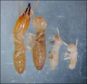 Different types of termites