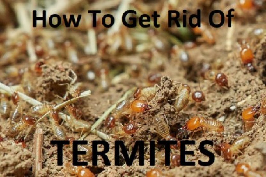 how to get rid of termites