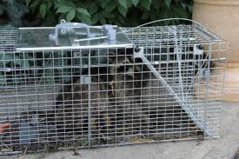 Tips to Help Trappers Catch Raccoons - Pest Riddance