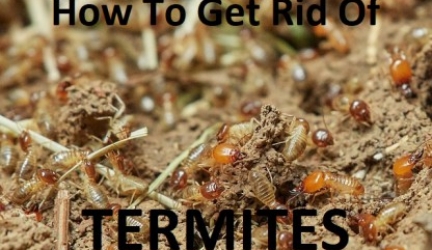 How to Get Rid of Termites FAST?