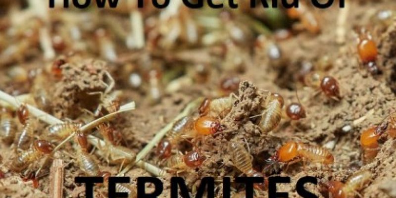 How to Get Rid of Termites FAST?