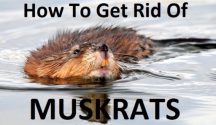 How to Get Rid of Muskrats? [10 Tips That WORK]