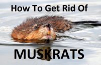 How to Get Rid of Muskrats? [10 Tips That WORK]