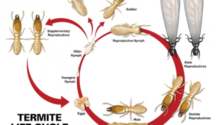 Termite Life Cycle – Life and Death