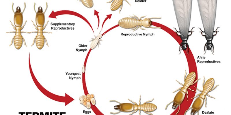 Termite Life Cycle – Life and Death