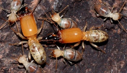 What do Termites look like? – Recognise your foe