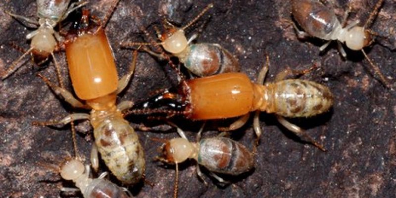 What do Termites look like? – Recognise your foe