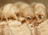 What are Termites?