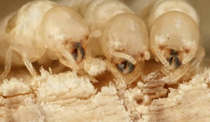 What are Termites?