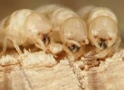 What are Termites?