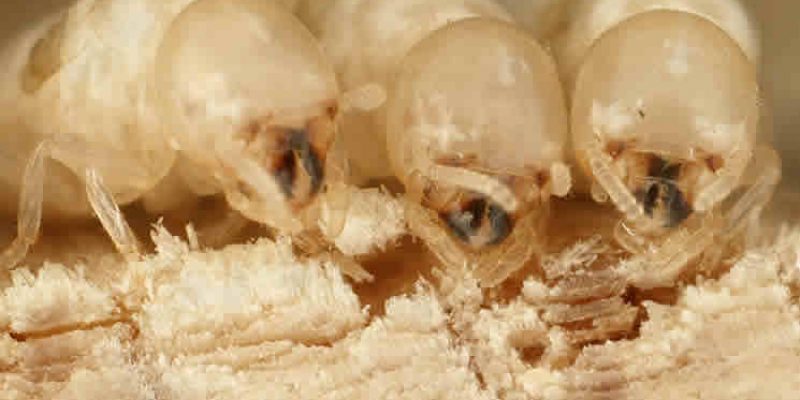 What are Termites?