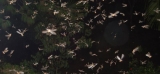 Termite Swarms – What are nuptial flights?