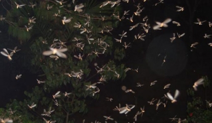 Termite Swarms – What are nuptial flights?